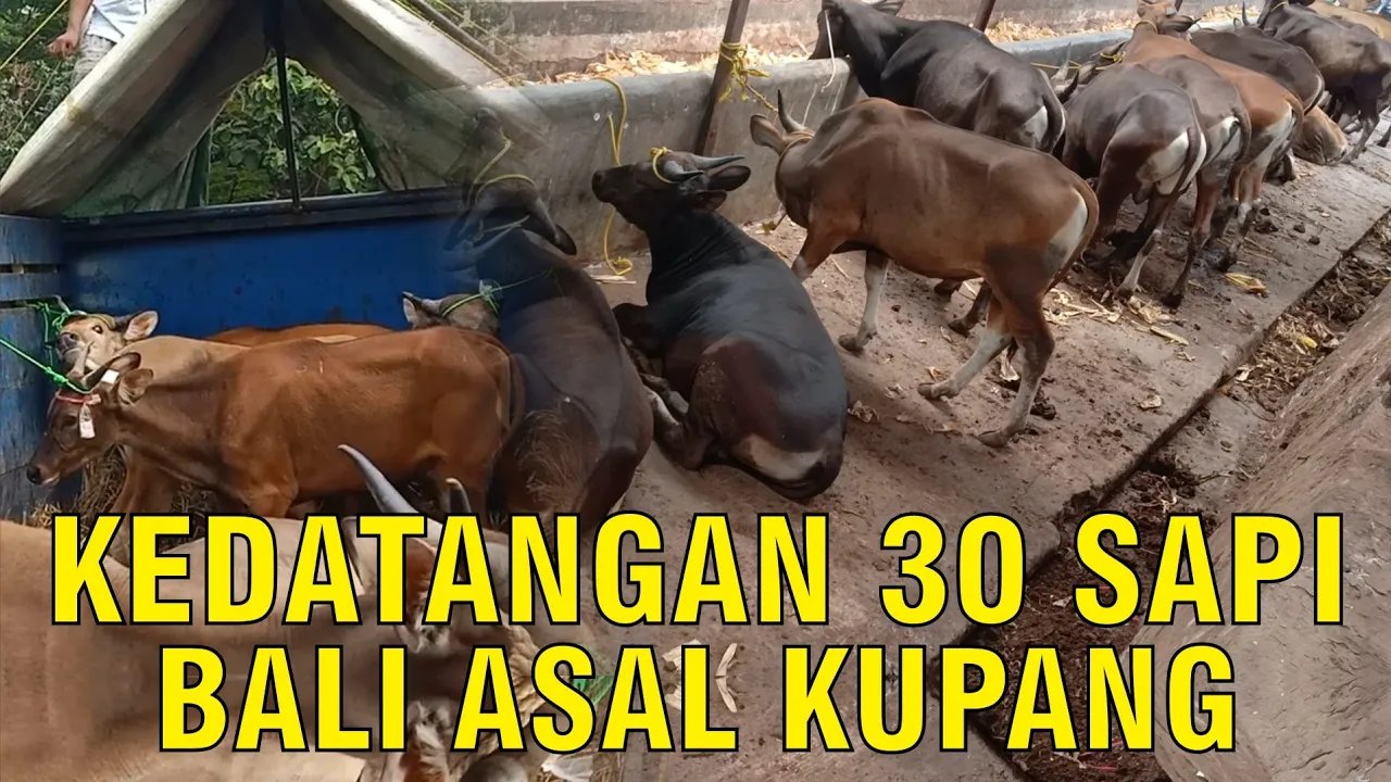 
                                 Kedatangan-Sapi-Bali-Kupang